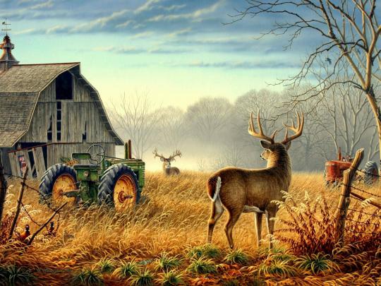 Farm Animals Wallpapers