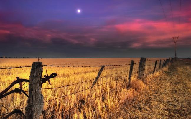 fence, Wires, Nature, Landscapes, Fields, Wheat, Grass, Pole, Rustic 