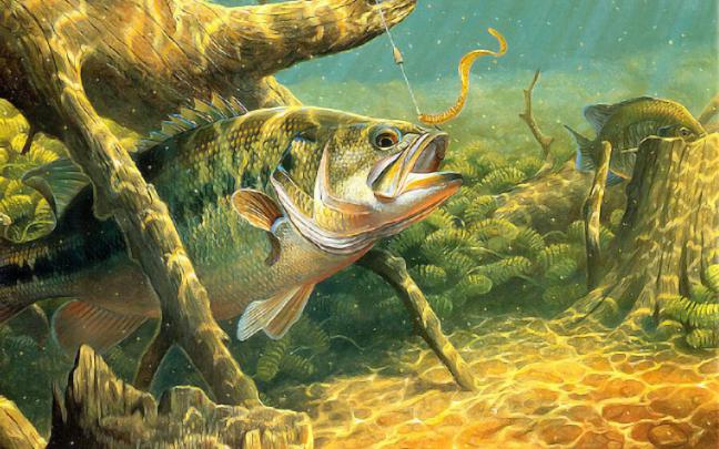 fishing, Fish, Sport, Water, Fishes, Underwater, Lake, River, Artwork 