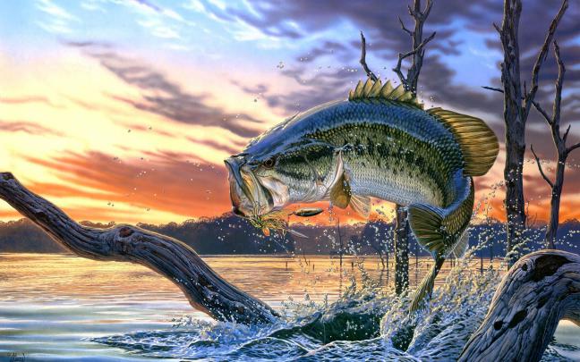 al, Agnew, River, Fish, Art, Perch Wallpapers HD \/ Desktop and Mobile 
