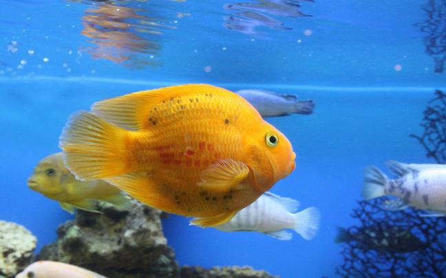 Fish Desktop Wallpapers