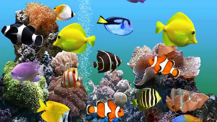 Fish Tank Wallpapers HD
