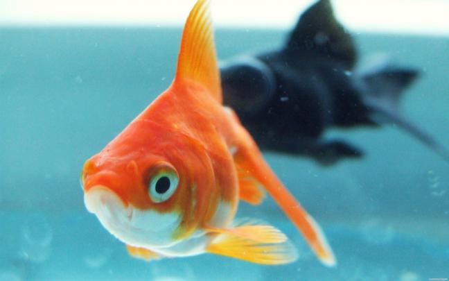 Fish Desktop Wallpapers