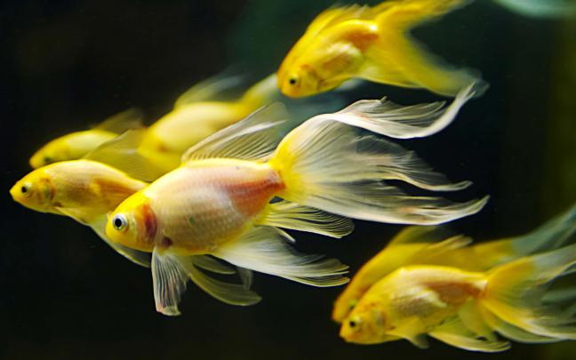 Desktop Fish Wallpapers