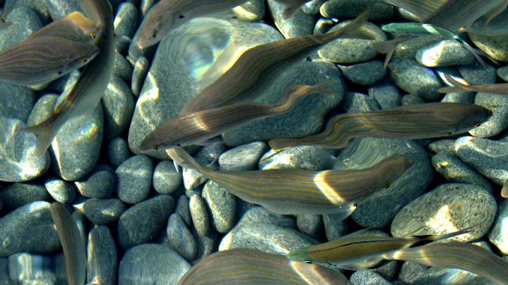 fish, Pebbles, Rivers Wallpapers HD \/ Desktop and Mobile Backgrounds