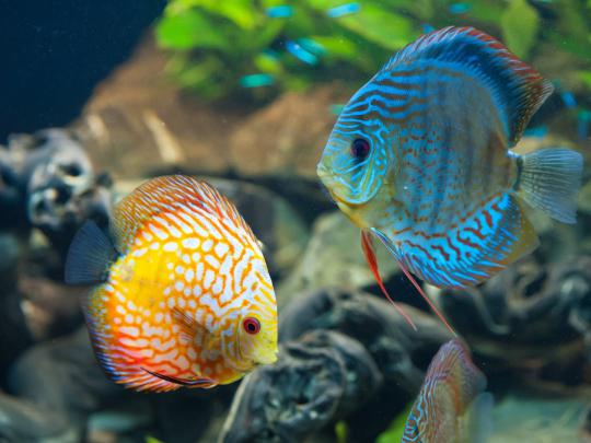 animals, Fish, Discus Fish Wallpapers HD \/ Desktop and Mobile Backgrounds