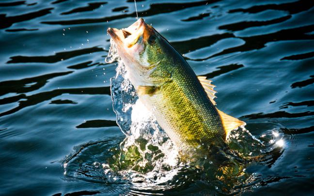 Bass Fishing Wallpaper HD