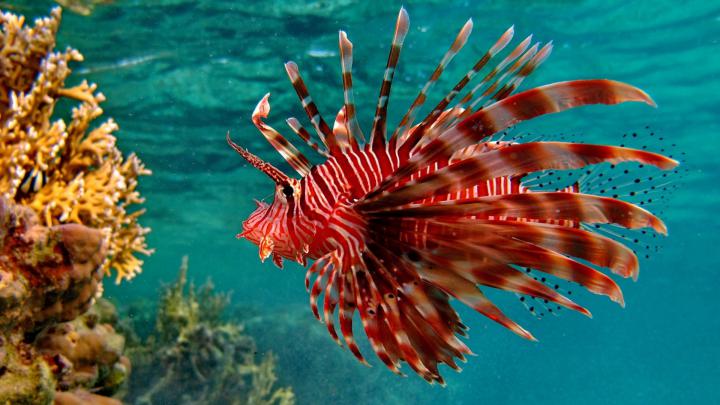 Fish HD Wallpapers