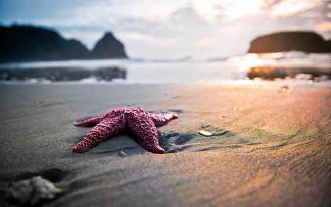 seastar fish - HD Desktop Wallpapers