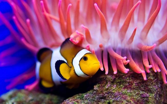 Fish Desktop Wallpaper (62+ images)
