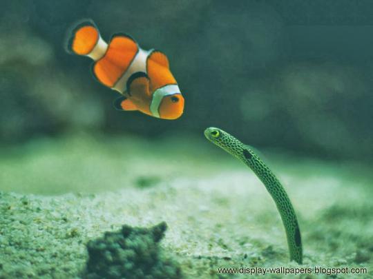 HD Wallpaper Free Stock: Beautiful Fish Wallpapers For Desktop