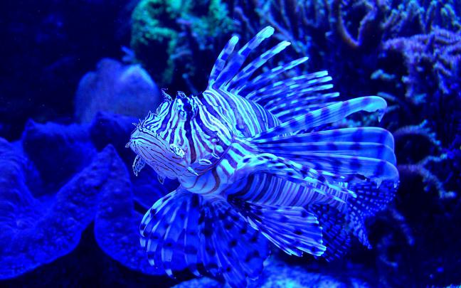 fish, Fishes, Underwater, Ocean, Sea, Sealife, Nature Wallpapers HD 
