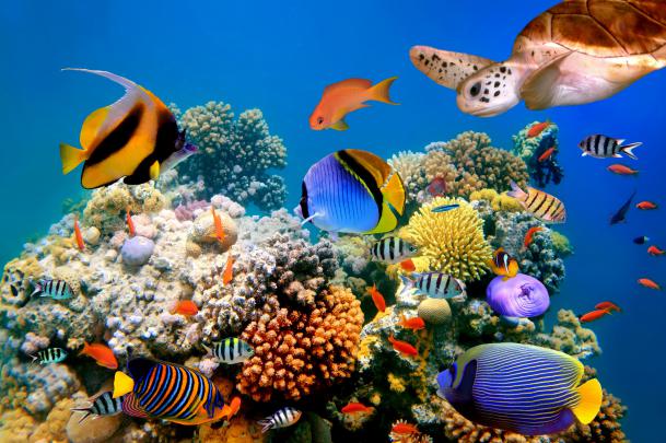 underwater, World, Fish, Turtles, Corals, Tropical, Sea, Ocean, Coral 