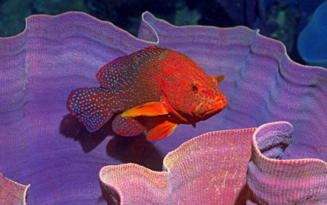fish, Fishes, Underwater, Ocean, Sea, Sealife, Nature Wallpapers HD 