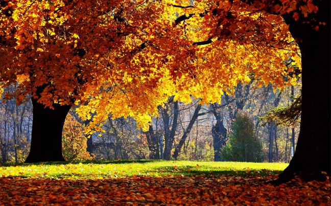 Free Autumn Desktop Wallpaper Backgrounds