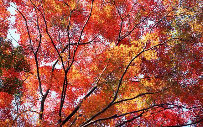Free Autumn Wallpaper Backgrounds