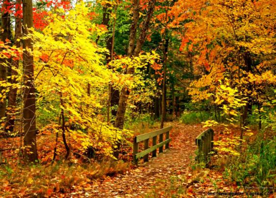 Autumn Scenes Screensavers Wallpaper | Best HD Wallpapers