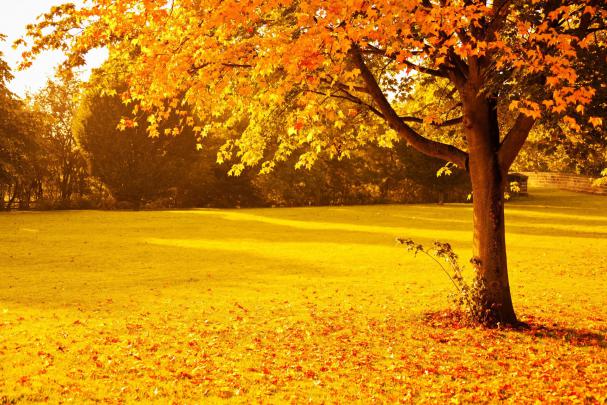 Autumn Pumpkins Desktop Wallpaper (50+ images)