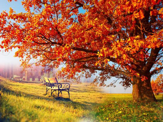 Download Free Hd Desktop Wallpaper - Autumn Wallpaper 8k On Itl.cat