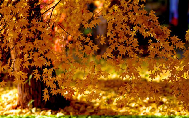 free autumn wallpaper for desktop - HD Desktop Wallpapers