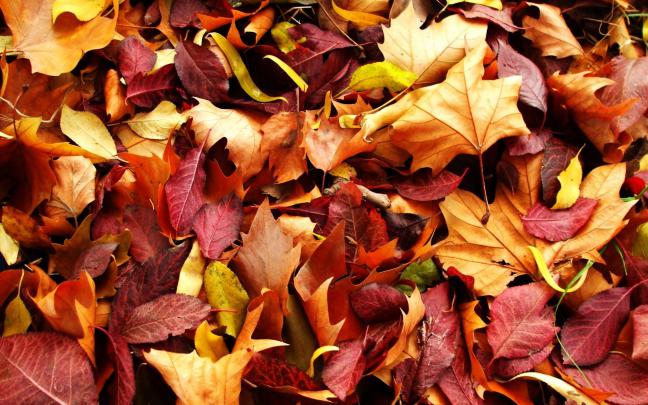 Free Desktop Wallpaper Autumn Leaves -