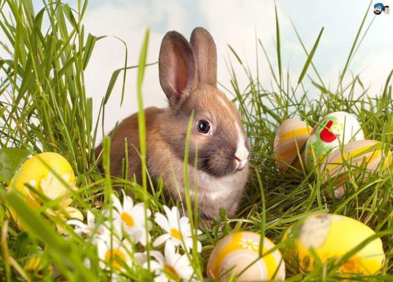 Free Easter Desktop Wallpaper Backgrounds