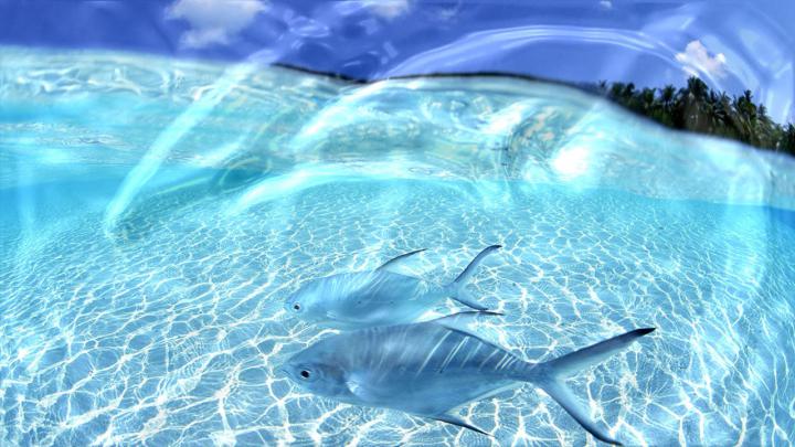 Free download Live Desktop Wallpapers First HD Wallpapers [1280x720 