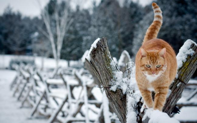 Animal Winter Desktop Wallpaper (59+ images)