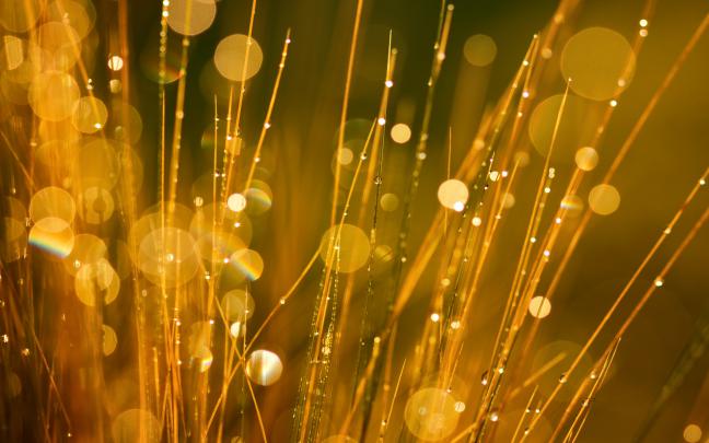 gold bokeh wallpaper - HD Desktop Wallpapers