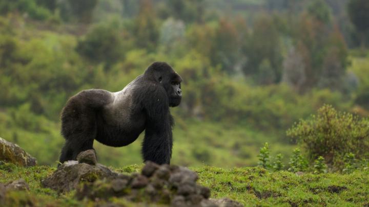Gorilla Wallpapers (67+ background pictures)