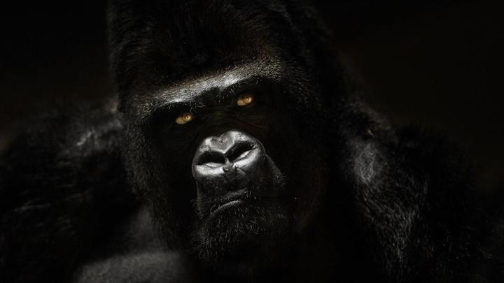 Cool Gorilla Wallpapers - Top Free Cool Gorilla Backgrounds 