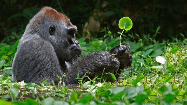 [72+] Gorilla Wallpaper 