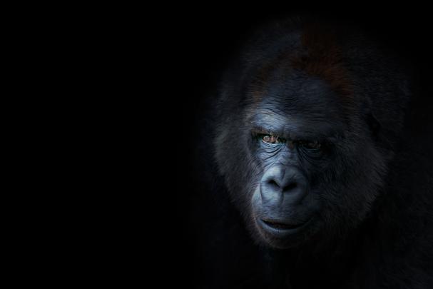 Gorilla Desktop Wallpapers - Top Free Gorilla Desktop Backgrounds 