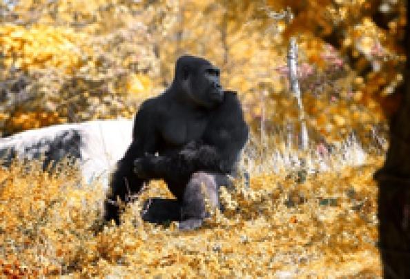 animals gorillas badass 4272x2848 wallpaper High Quality Wallpapers 