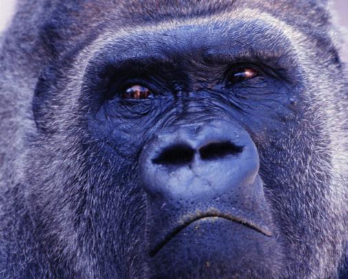 Free download Gorilla High Definition Wallpaper 1920x1080 Full HD 