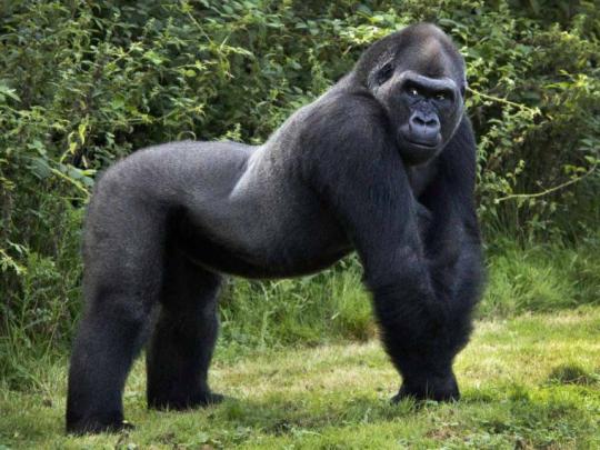 Free download Gorilla High Definition Wallpaper 1920x1080 Full HD 