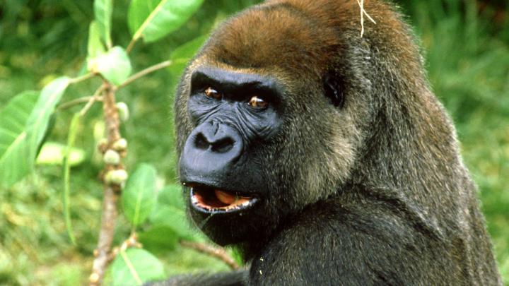 \u305c\u3044\u305f\u304f 1920x1080 Gorilla Image - \u30b9\u30d7\u30e9\u30c8\u30a5\u30fc\u30f3 \u58c1\u7d19