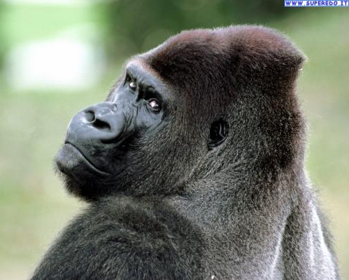 Gorilla Wallpapers Wallpapers - All Superior Gorilla Wallpapers 
