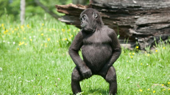 [47+] Gorilla Wallpaper Background 