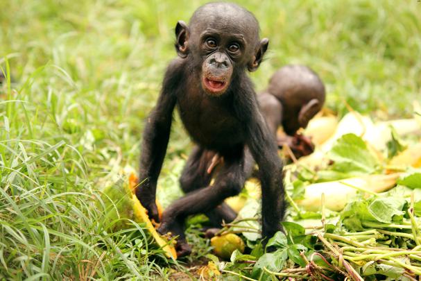Gorilla wallpaper | 1920x1080 | #46242