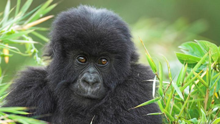 \u305c\u3044\u305f\u304f 1920x1080 Gorilla Image - \u30b9\u30d7\u30e9\u30c8\u30a5\u30fc\u30f3 \u58c1\u7d19