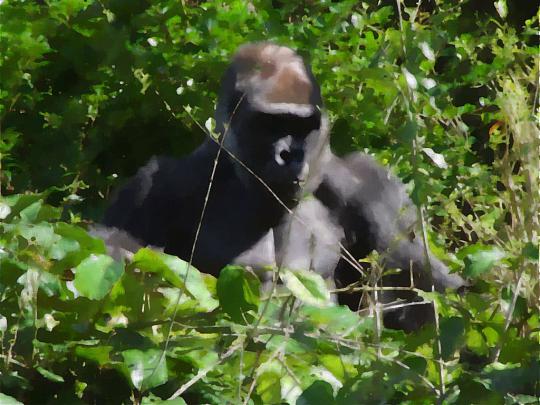 Gorilla Wallpaper and Screensavers -