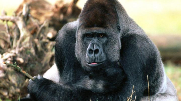 Gorilla Desktop Wallpapers - Top Free Gorilla Desktop Backgrounds 