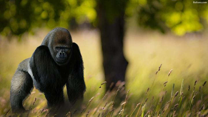 42+ Gorilla Wallpaper 1920X1080