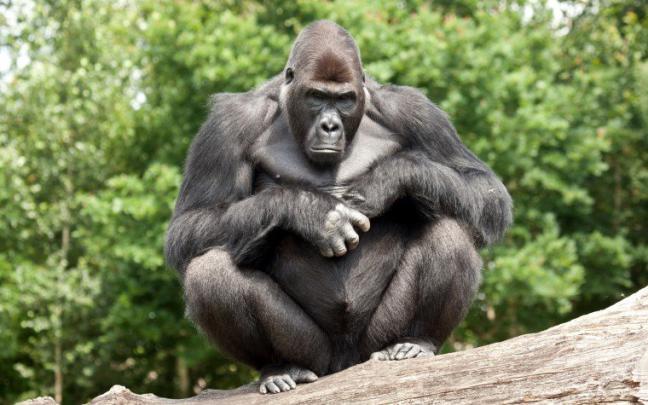 Free download Gorilla High Definition Wallpaper 1920x1080 Full HD 