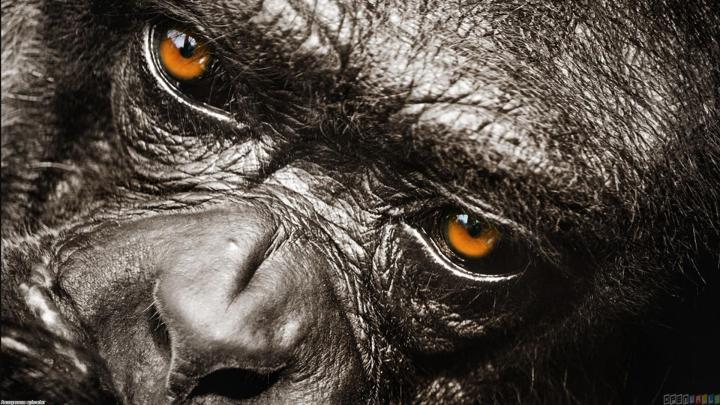 42+ Gorilla Wallpaper 1920X1080