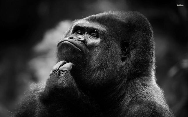 Gorilla Desktop Wallpapers - Top Free Gorilla Desktop Backgrounds 