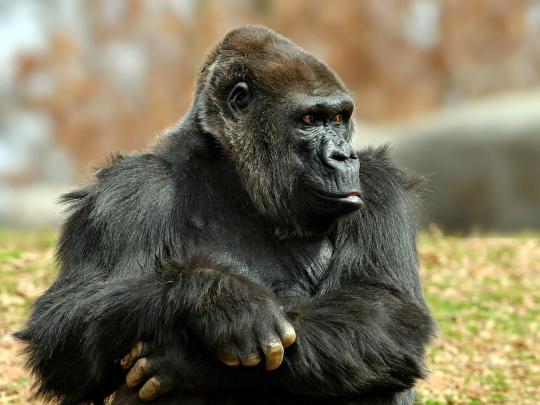 [72+] Gorilla Wallpaper 