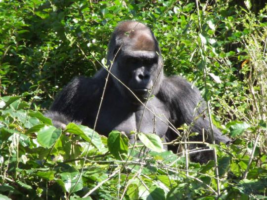 Gorilla Wallpaper Background -