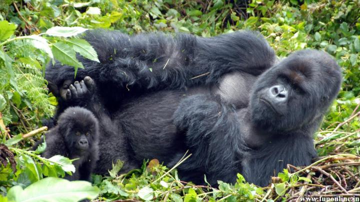 [47+] Gorilla Wallpaper Background 